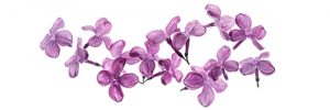 lilac flowers isolated